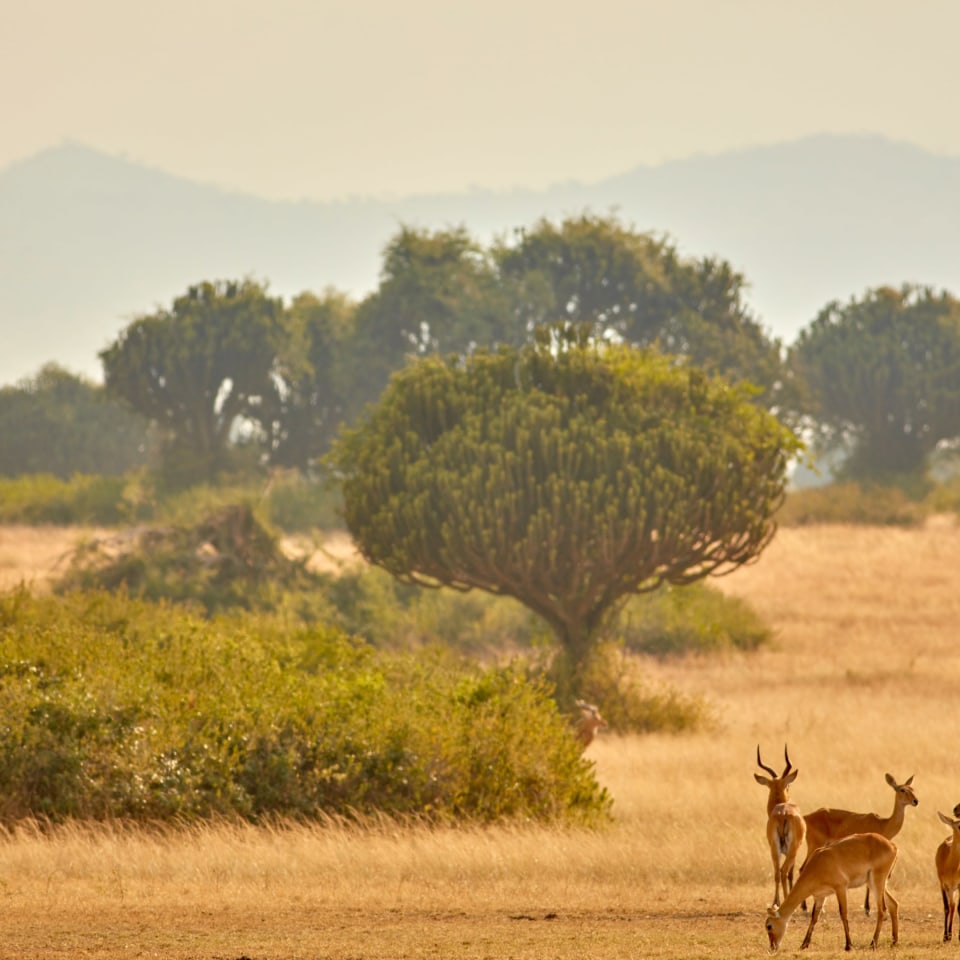 Churchill's Erbe: die grüne Perle Afrikas